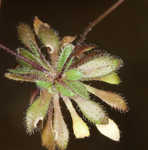 Spring draba